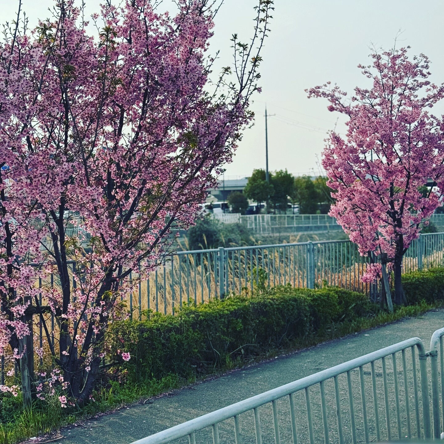 🌸実際のご依頼内容🌸